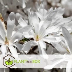 Magnolia - Mix Van 3 - Susan, Soulangeana, Stellata - Pot 9cm - Hoogte 25-40cm -GroenThuis Voordeel 1000082038 0103