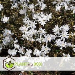 Magnolia - Mix Van 3 - Susan, Soulangeana, Stellata - Pot 9cm - Hoogte 25-40cm -GroenThuis Voordeel 1000082038 0104