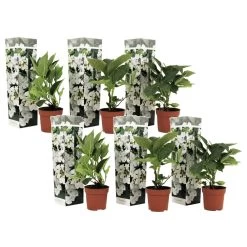 Hortensia Teller - Set Van 6 - Wit - Tuinhortensia - Pot 9cm - Hoogte 25-40cm