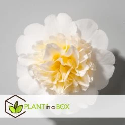 Camellia Japonica "Brushfield's Yellow" - Roos - Pot 15cm - Hoogte 50-60cm -GroenThuis Voordeel 1000082051 0102