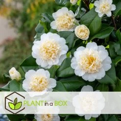 Camellia Japonica "Brushfield's Yellow" - Roos - Pot 15cm - Hoogte 50-60cm -GroenThuis Voordeel 1000082051 0103