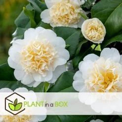 Camellia Japonica "Brushfield's Yellow" - Roos - Pot 15cm - Hoogte 50-60cm -GroenThuis Voordeel 1000082051 0104