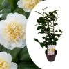 Camellia Japonica "Brushfield's Yellow" - Roos - Pot 15cm - Hoogte 50-60cm 2 Camellia Japonica "Brushfield's Yellow" - Roos - Pot 15cm - Hoogte 50-60cm -GroenThuis Voordeel 1000082051
