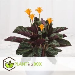 Calathea Crocata - Set Van 2 - Luchtzuiverend - Pot 14cm - Hoogte 40-50cm -GroenThuis Voordeel 1000082056 0103