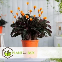 Calathea Crocata - Set Van 2 - Luchtzuiverend - Pot 14cm - Hoogte 40-50cm -GroenThuis Voordeel 1000082056 0104