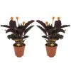 Calathea Crocata - Set Van 2 - Luchtzuiverend - Pot 14cm - Hoogte 40-50cm 2 Calathea Crocata - Set Van 2 - Luchtzuiverend - Pot 14cm - Hoogte 40-50cm -GroenThuis Voordeel 1000082056