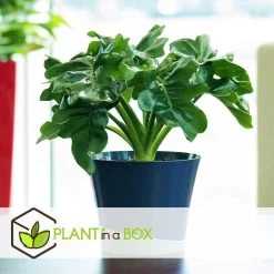 Philodendron Bipinnatifidum 'Atom - Set Van 2 - Pot 12cm - Hoogte 30-40cm 7 Philodendron Bipinnatifidum 'Atom - Set Van 2 - Pot 12cm - Hoogte 30-40cm -GroenThuis Voordeel 1000082064 0102