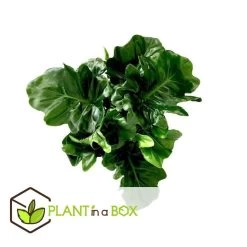 Philodendron Bipinnatifidum 'Atom - Set Van 2 - Pot 12cm - Hoogte 30-40cm 8 Philodendron Bipinnatifidum 'Atom - Set Van 2 - Pot 12cm - Hoogte 30-40cm -GroenThuis Voordeel 1000082064 0103