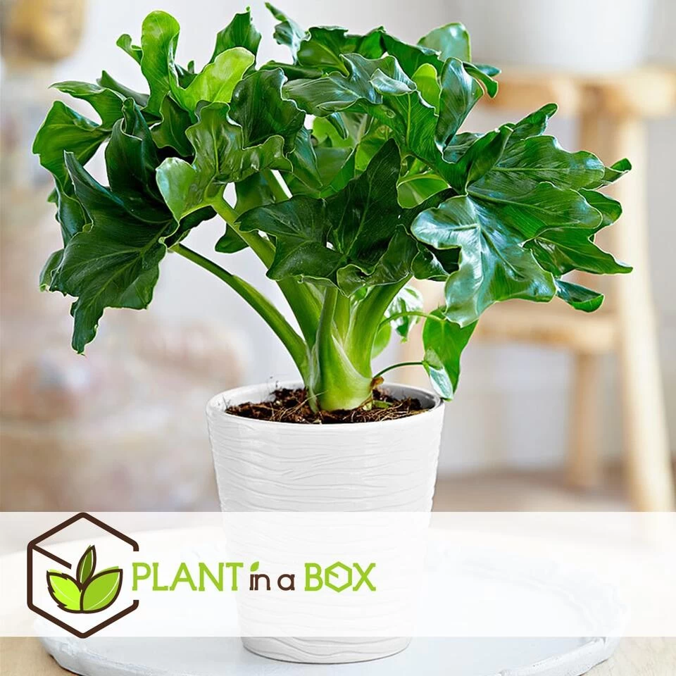 Philodendron Bipinnatifidum 'Atom - Set Van 2 - Pot 12cm - Hoogte 30-40cm 6 Philodendron Bipinnatifidum 'Atom - Set Van 2 - Pot 12cm - Hoogte 30-40cm - Afbeelding 4