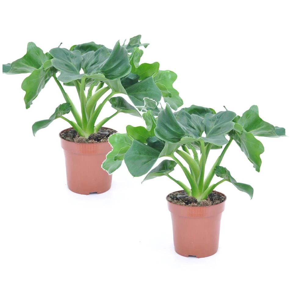 Philodendron Bipinnatifidum 'Atom - Set Van 2 - Pot 12cm - Hoogte 30-40cm 3 Philodendron Bipinnatifidum 'Atom - Set Van 2 - Pot 12cm - Hoogte 30-40cm