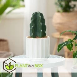 Cereus Jamacaru - Cactus "Cuddly" - Pot 12cm - Hoogte 25-30cm -GroenThuis Voordeel 1000082072 0103