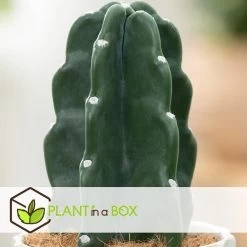 Cereus Jamacaru - Cactus "Cuddly" - Pot 12cm - Hoogte 25-30cm -GroenThuis Voordeel 1000082072 0104