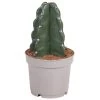 Cereus Jamacaru - Cactus "Cuddly" - Pot 12cm - Hoogte 25-30cm