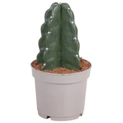 Cereus Jamacaru - Cactus "Cuddly" - Pot 12cm - Hoogte 25-30cm