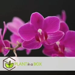 Phalaenopsis Multiflora - Orchidee Paars - Pot 12cm - Hoogte 35-45cm 7 Phalaenopsis Multiflora - Orchidee Paars - Pot 12cm - Hoogte 35-45cm -GroenThuis Voordeel 1000082073 0102