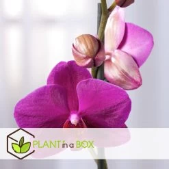 Phalaenopsis Multiflora - Orchidee Paars - Pot 12cm - Hoogte 35-45cm 8 Phalaenopsis Multiflora - Orchidee Paars - Pot 12cm - Hoogte 35-45cm -GroenThuis Voordeel 1000082073 0103