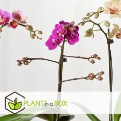 Phalaenopsis Multiflora - Orchidee Paars - Pot 12cm - Hoogte 35-45cm 9 Phalaenopsis Multiflora - Orchidee Paars - Pot 12cm - Hoogte 35-45cm -GroenThuis Voordeel 1000082073 0104