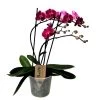 Phalaenopsis Multiflora - Orchidee Paars - Pot 12cm - Hoogte 35-45cm -GroenThuis Voordeel 1000082073