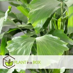 Caryota Mitis - Groene Kamerplant - Pot 27cm - Hoogte 120-130cm -GroenThuis Voordeel 1000082074 0105