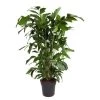 Caryota Mitis - Groene Kamerplant - Pot 27cm - Hoogte 120-130cm