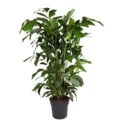 Caryota Mitis - Groene Kamerplant - Pot 27cm - Hoogte 120-130cm