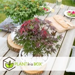 Acer Palmatum ´Atropurpureum´ - Set Van 2 - Esdoorn - Pot 19cm - Hoogte 60-70cm -GroenThuis Voordeel 1000082082 0102