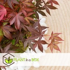 Acer Palmatum ´Atropurpureum´ - Set Van 2 - Esdoorn - Pot 19cm - Hoogte 60-70cm -GroenThuis Voordeel 1000082082 0103