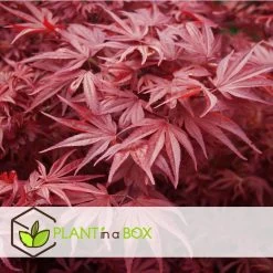 Acer Palmatum ´Atropurpureum´ - Set Van 2 - Esdoorn - Pot 19cm - Hoogte 60-70cm -GroenThuis Voordeel 1000082082 0104
