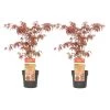 Acer Palmatum ´Atropurpureum´ - Set Van 2 - Esdoorn - Pot 19cm - Hoogte 60-70cm -GroenThuis Voordeel 1000082082