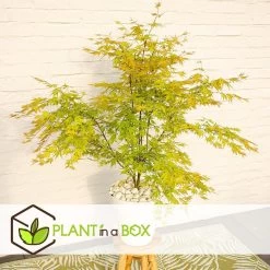 Japanese Maple 'Orange Lace' - Japanse Esdoorn - Pot 19 - Hoogte 60-70cm -GroenThuis Voordeel 1000082083 0103