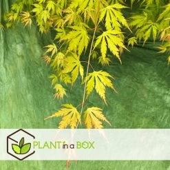 Japanese Maple 'Orange Lace' - Japanse Esdoorn - Pot 19 - Hoogte 60-70cm -GroenThuis Voordeel 1000082083 0104