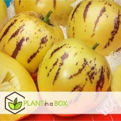 Solanum 'Pepino Gold' - Meloenpeer - Set Van 3 - Pot 9cm - Hoogte 25-40cm -GroenThuis Voordeel 1000082091 0103