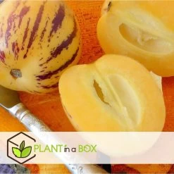 Solanum 'Pepino Gold' - Meloenpeer - Set Van 3 - Pot 9cm - Hoogte 25-40cm -GroenThuis Voordeel 1000082091 0104