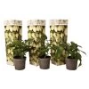 Solanum 'Pepino Gold' - Meloenpeer - Set Van 3 - Pot 9cm - Hoogte 25-40cm -GroenThuis Voordeel 1000082091
