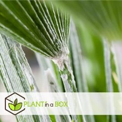 Chamaerops Humilis - Europese Dwergpalm - Pot 15cm - Hoogte 50-60cm -GroenThuis Voordeel 1000082093 0104