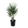 Chamaerops Humilis - Europese Dwergpalm - Pot 15cm - Hoogte 50-60cm -GroenThuis Voordeel 1000082093
