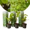 Druivenplanten - Set Van 3 - Vitis Vinifera - Wit - Pot 9cm - Hoogte 25-40cm -GroenThuis Voordeel 1000082107