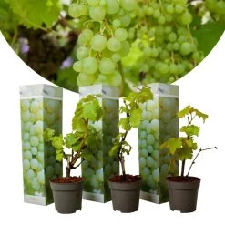 Druivenplanten - Set Van 3 - Vitis Vinifera - Wit - Pot 9cm - Hoogte 25-40cm