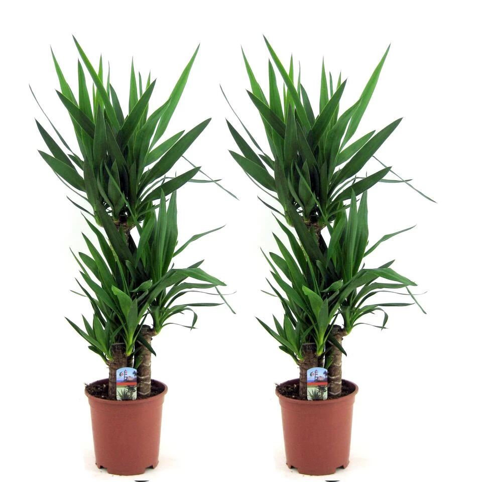 Yucca Elephantipes - Set Van 2 - Kamerpalm - Pot 21cm - Hoogte 70-80cm