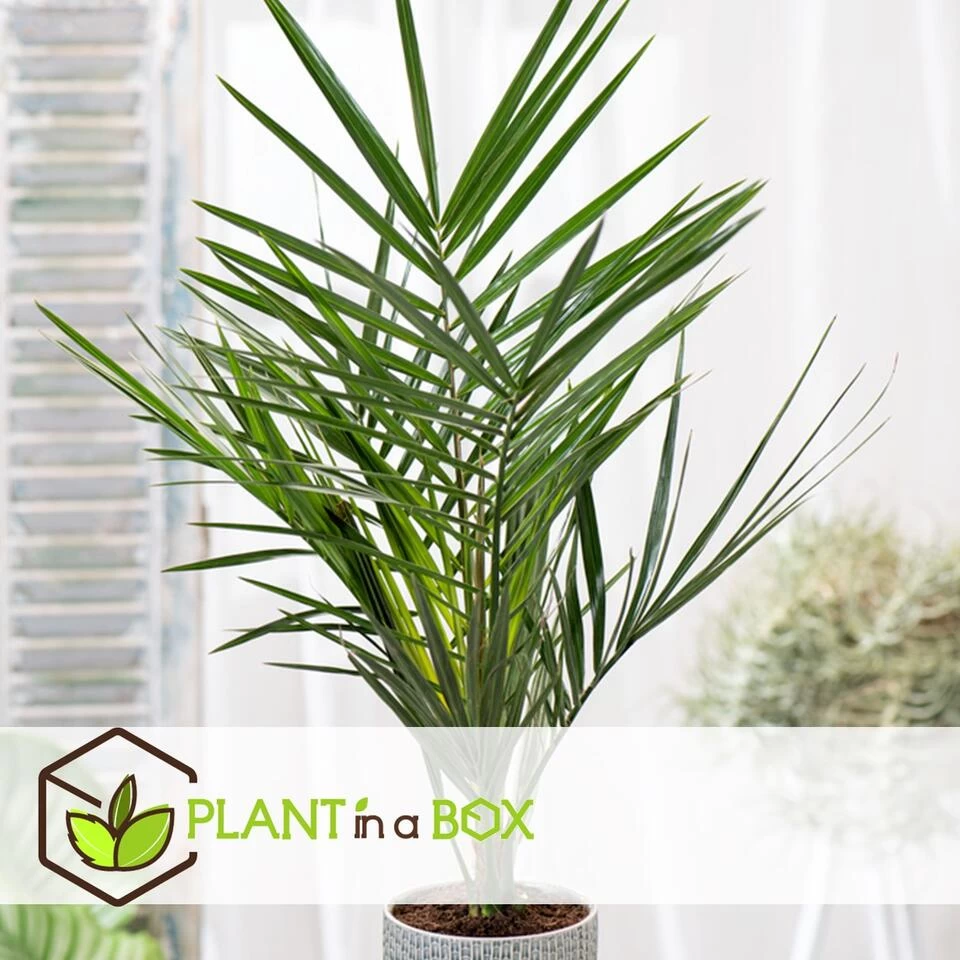 Phoenix Canariensis - Set Van 4 - Dadelpalm - Pot 15cm - Hoogte 50-60cm 4 Phoenix Canariensis - Set Van 4 - Dadelpalm - Pot 15cm - Hoogte 50-60cm - Afbeelding 2