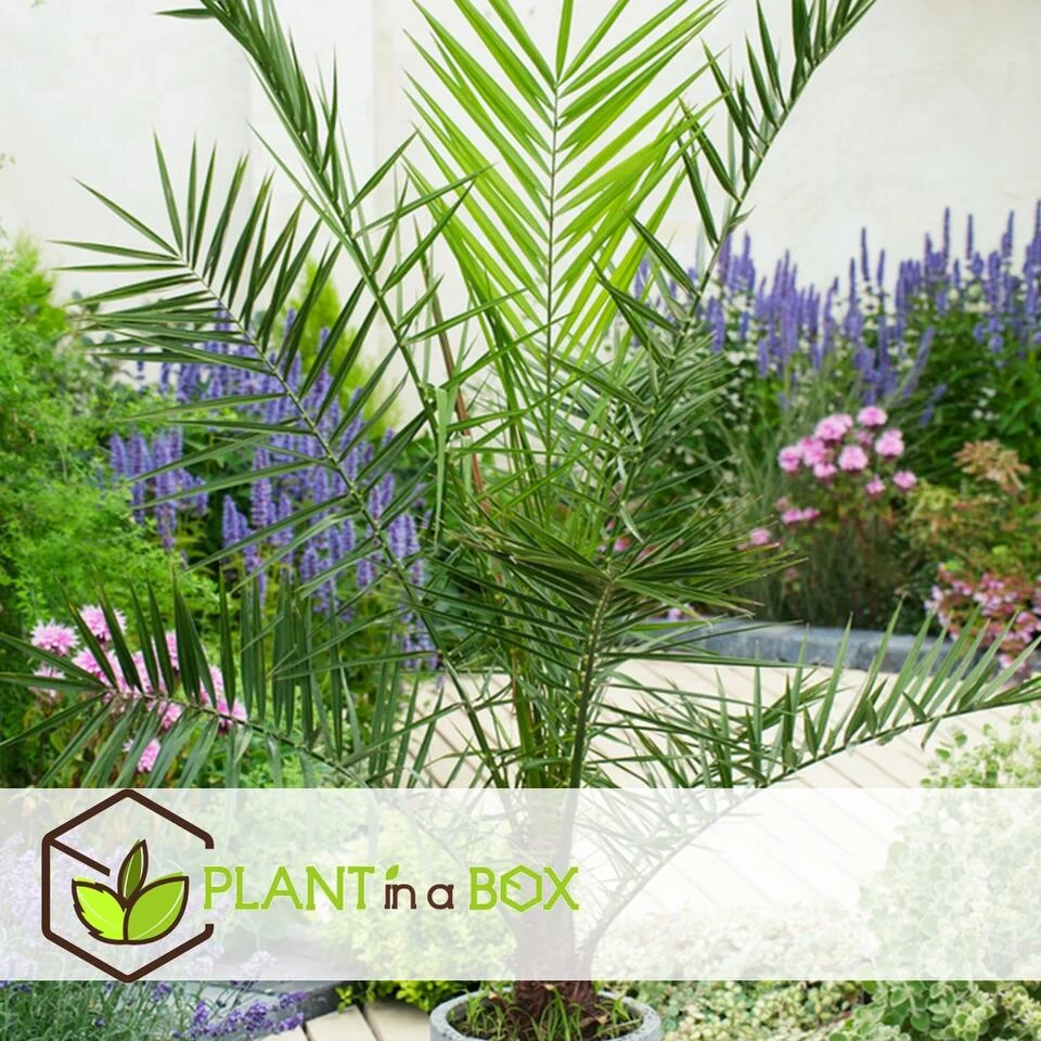 Phoenix Canariensis - Set Van 4 - Dadelpalm - Pot 15cm - Hoogte 50-60cm 6 Phoenix Canariensis - Set Van 4 - Dadelpalm - Pot 15cm - Hoogte 50-60cm - Afbeelding 4