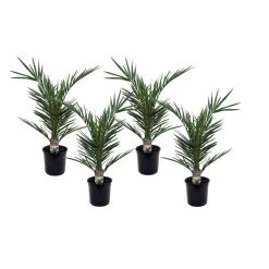 Phoenix Canariensis - Set Van 4 - Dadelpalm - Pot 15cm - Hoogte 50-60cm