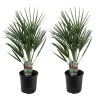 Chamaerops Humilis - Set Van 2 - Europese Dwergpalm - Pot 15cm - Hoogte 50-60cm