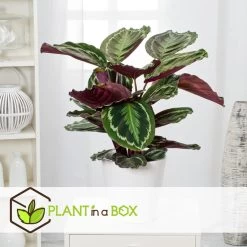 Calathea Marion - Tropische Plant - Pot 21cm - Hoogte 60-70cm -GroenThuis Voordeel 1000082126 0103