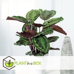 Calathea Marion - Tropische Plant - Pot 21cm - Hoogte 60-70cm -GroenThuis Voordeel 1000082126 0104