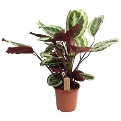 Calathea Marion - Tropische Plant - Pot 21cm - Hoogte 60-70cm