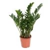 Zamioculcas Emerald - ZZ Plant - Pot 21cm - Hoogte 70-80cm -GroenThuis Voordeel 1000082128