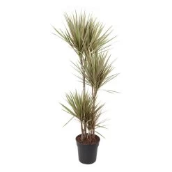 Dracaena Marginata Bicolor - Drakenboom - Pot 27cm - Hoogte 140-150cm