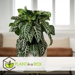 Aphelandra - Zebraplant - Pot 13cm - Hoogte 25-45cm -GroenThuis Voordeel 1000082139 0103