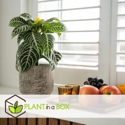 Aphelandra - Zebraplant - Pot 13cm - Hoogte 25-45cm -GroenThuis Voordeel 1000082139 0104